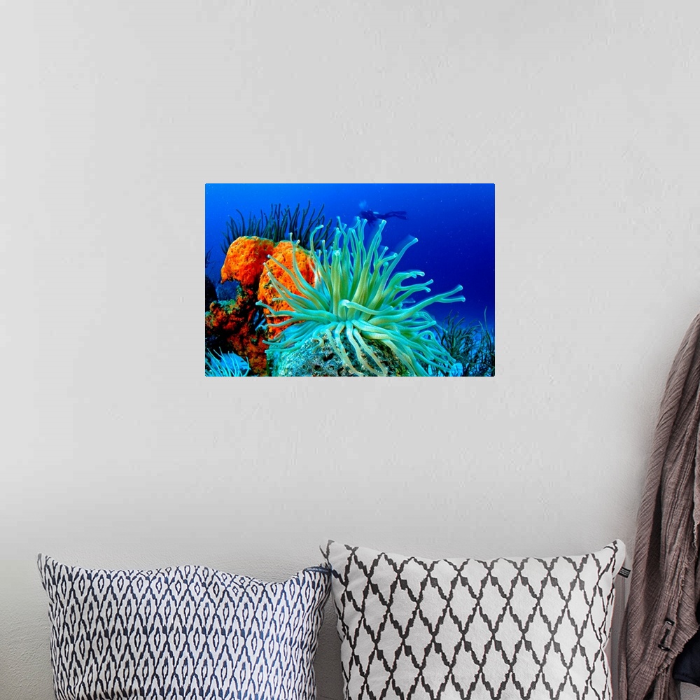 A bohemian room featuring South America,Venezuela, Los Roques, Los Roques National Park, sea anemone