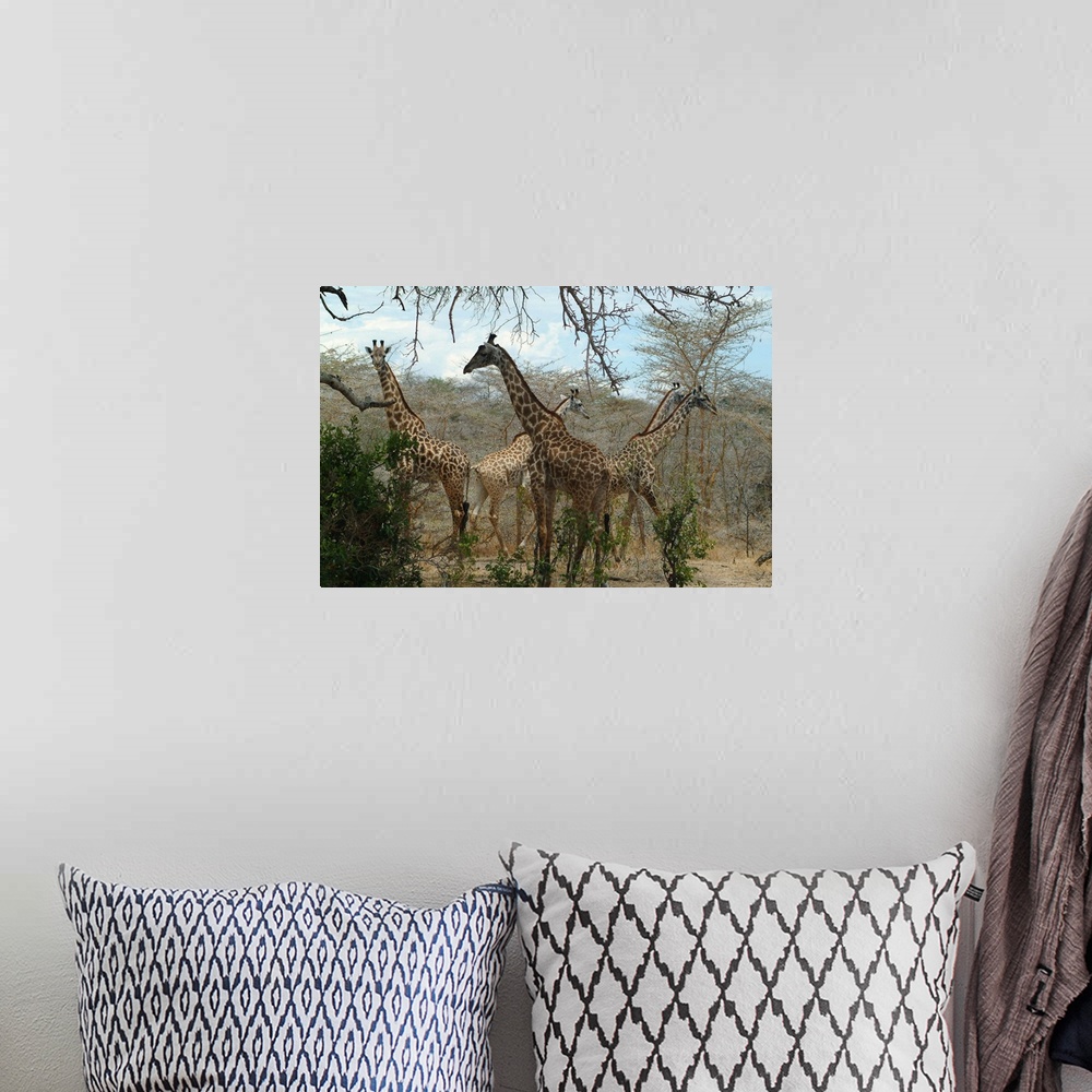 A bohemian room featuring Tanzania, Selous Game Reserve, Giraffes