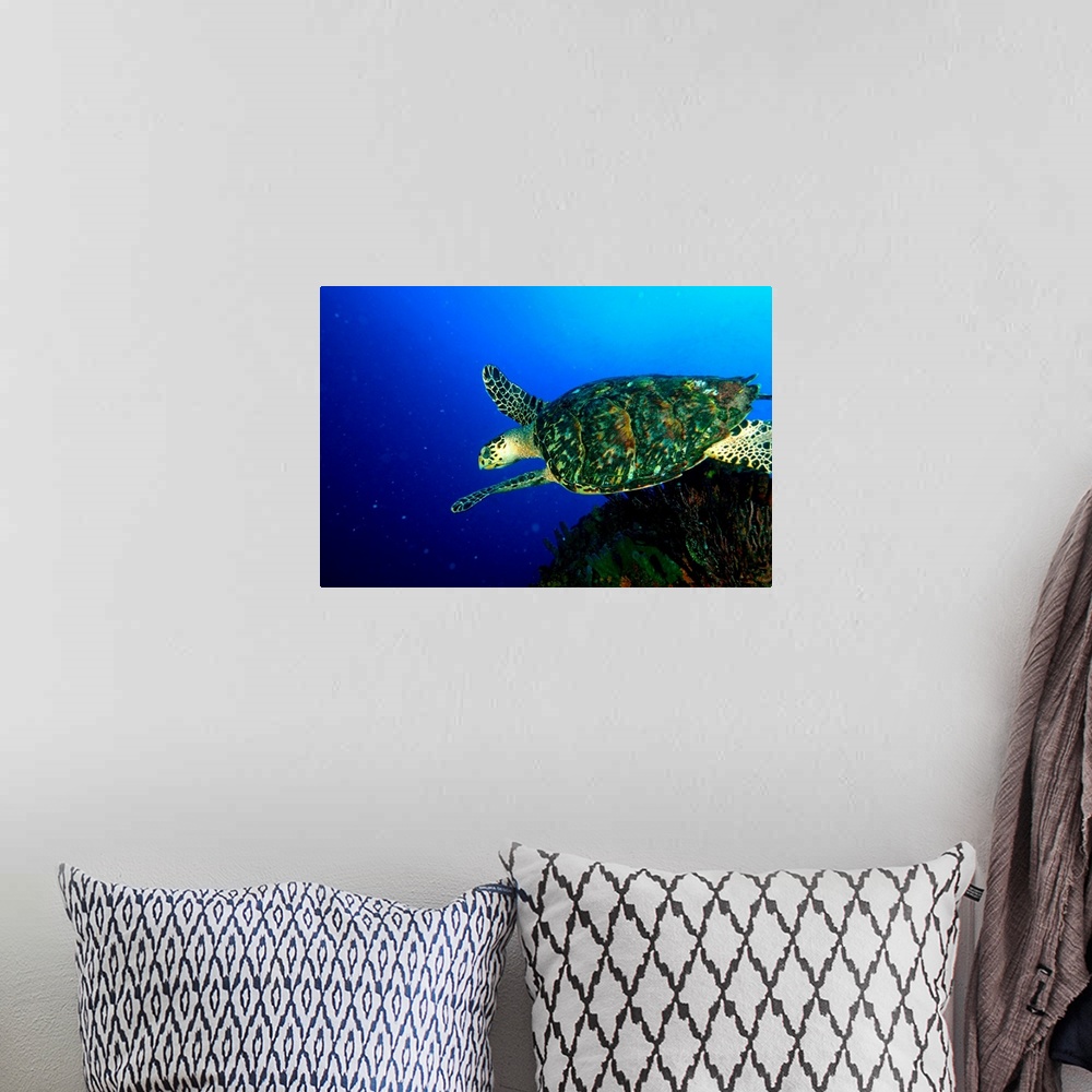 A bohemian room featuring Venezuela, Los Roques National Park, Hawksbill sea turtle