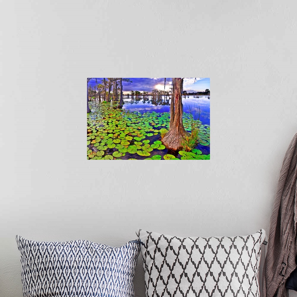 A bohemian room featuring A cypress tree at sunset among green lily pads in a cypress swamp. A marshy green landscape with ...
