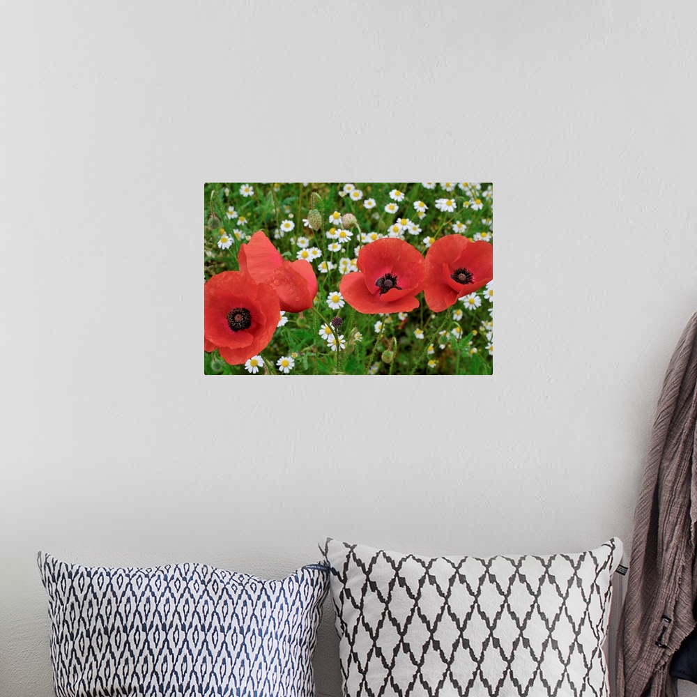 A bohemian room featuring A Red Poppy Flowers