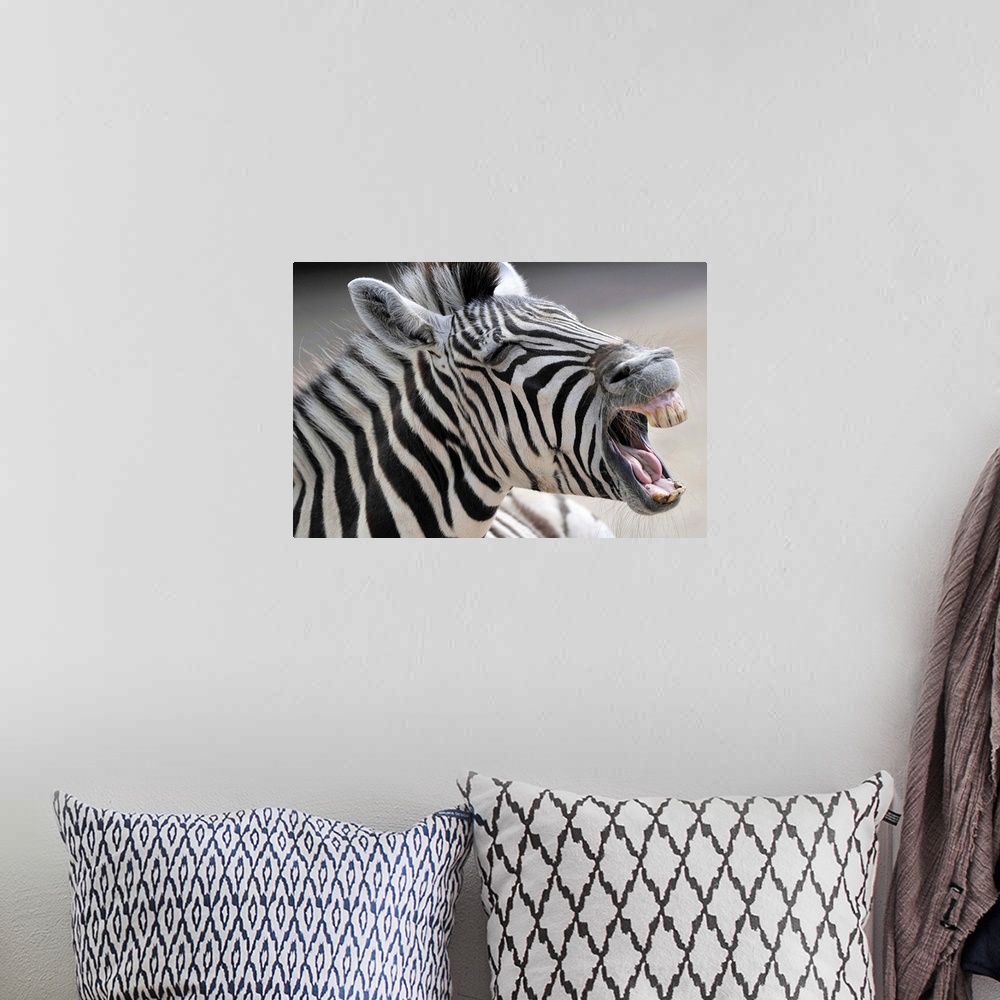A bohemian room featuring A Zebra Yawning