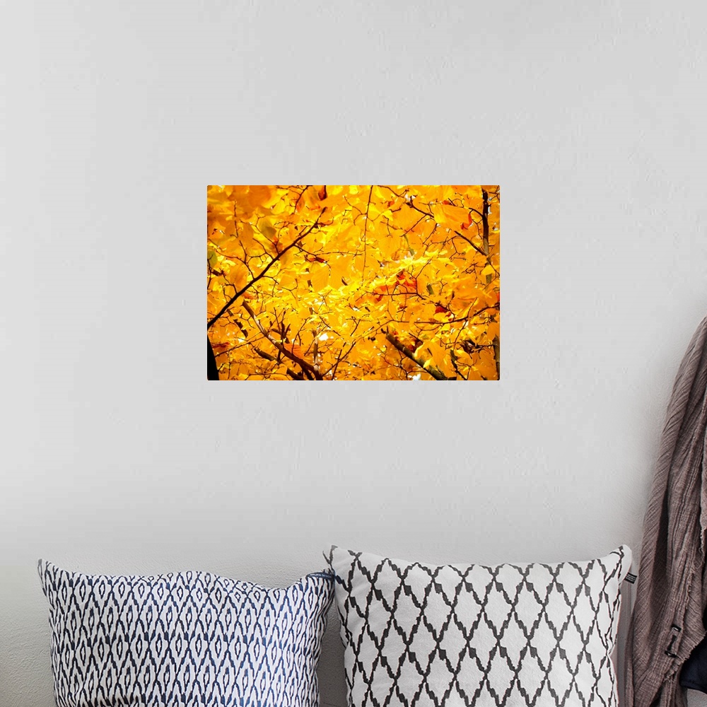 A bohemian room featuring Vibrant yellow autumn leaves on trees