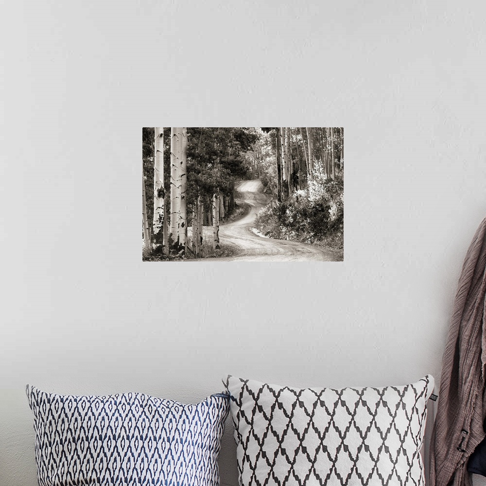 A bohemian room featuring Monochrome photograph of a winding gravel road through an aspen tree filled forest.