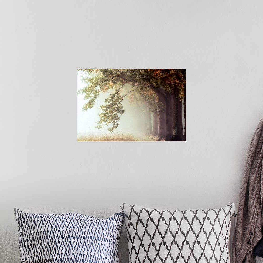 A bohemian room featuring Photograph of a row of trees reveal a dirt path leading into a misty fog.