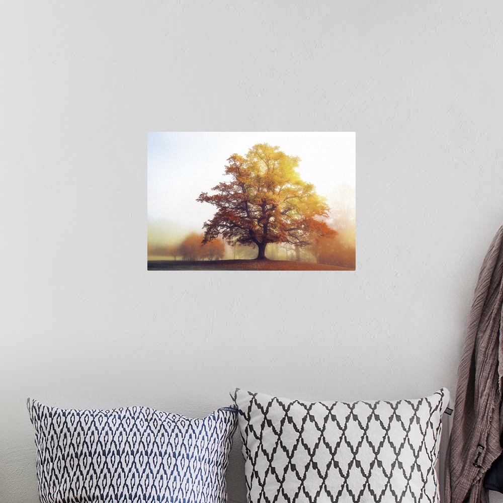 A bohemian room featuring Landscape photograph of a warm Autumn tree with a foggy background.