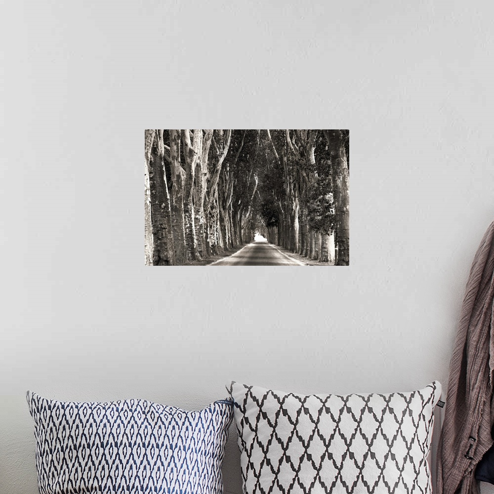 A bohemian room featuring Monochrome photograph of a straight path lined with tall trees creating leading lines.