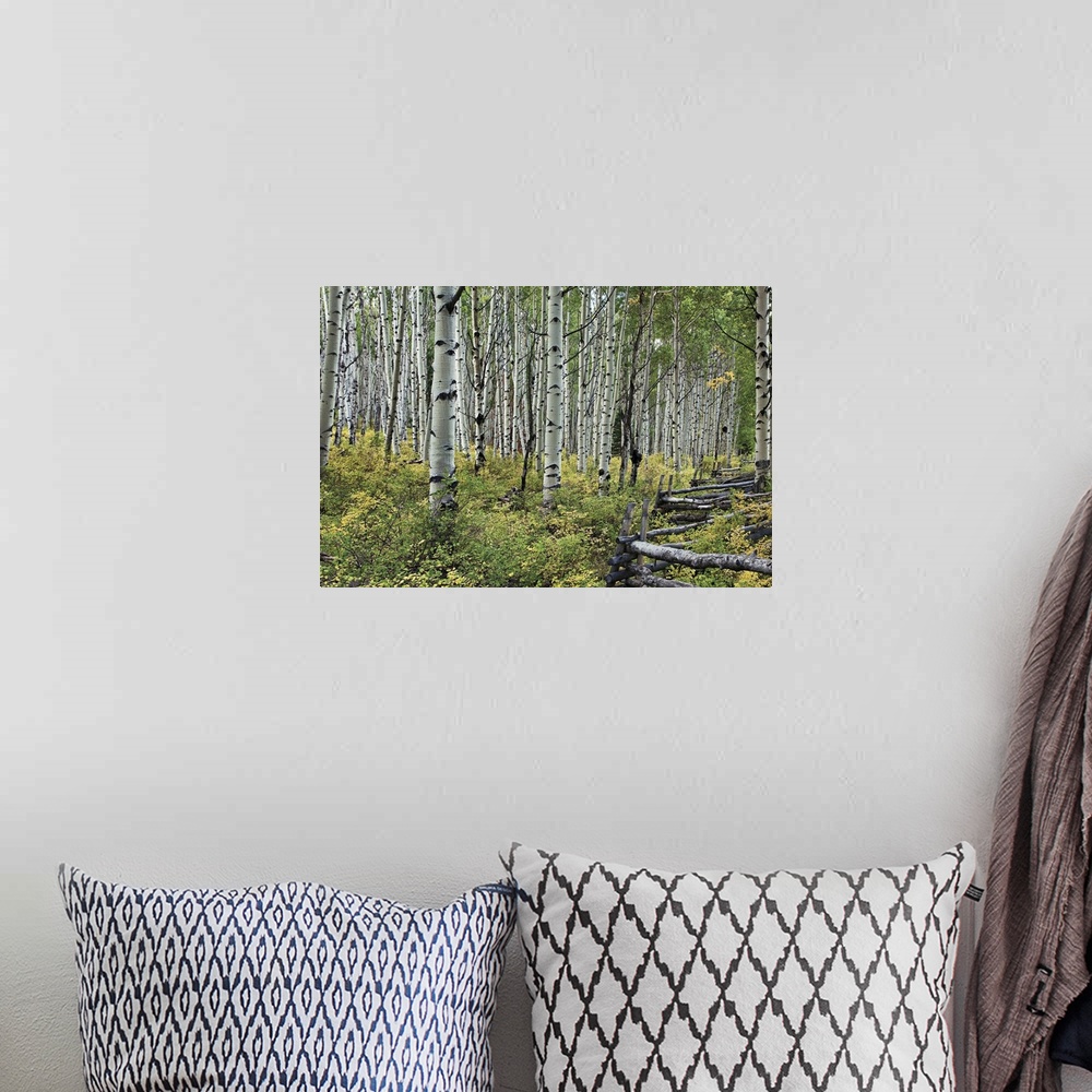 A bohemian room featuring Grove of aspen trees in a forest with a hand build fence cutting through the bottom brush.
