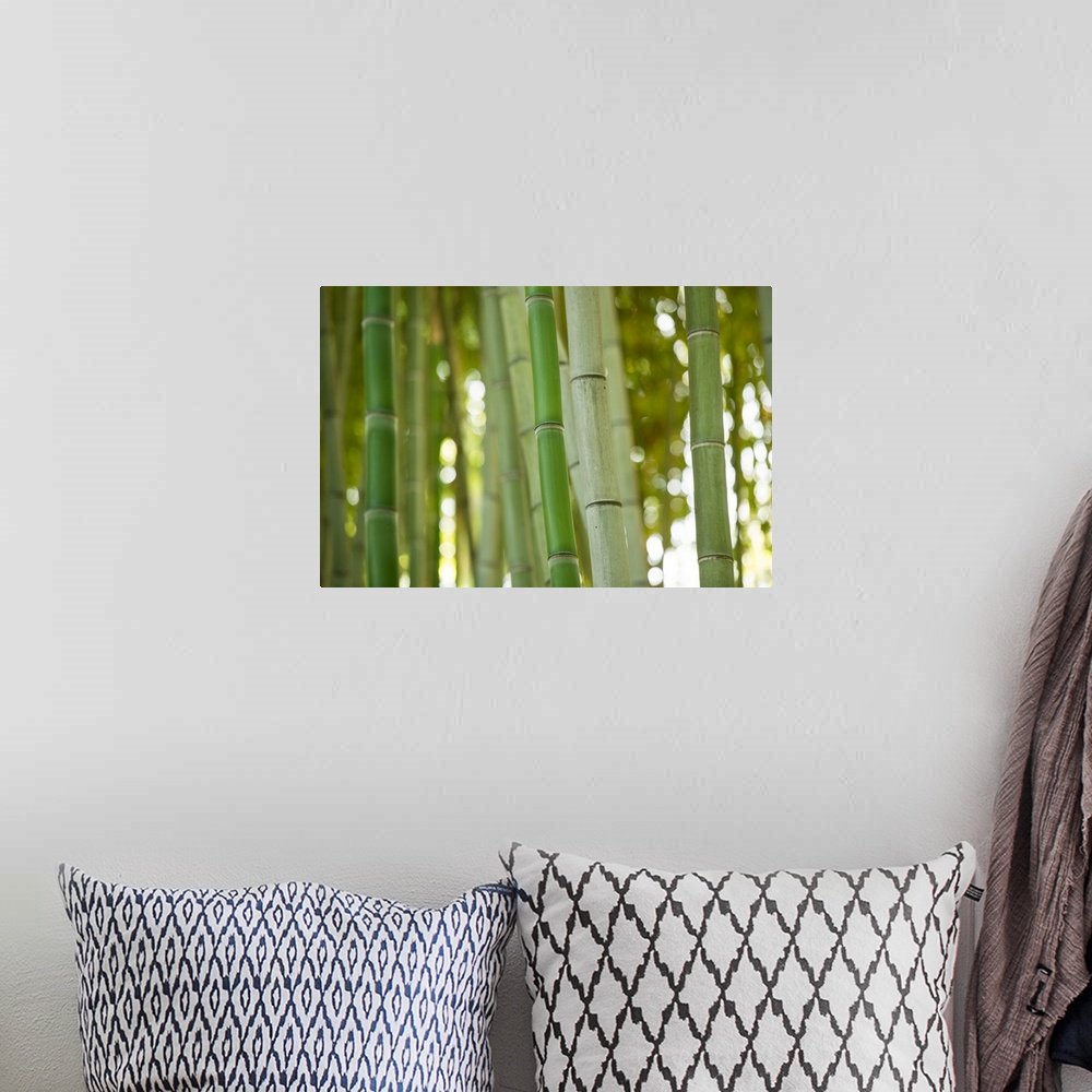 A bohemian room featuring Bamboo and Bokeh I