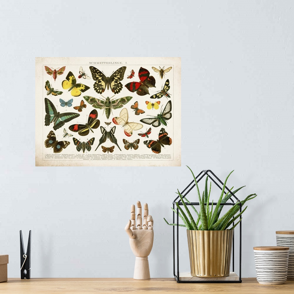 A bohemian room featuring Butterfly Chart