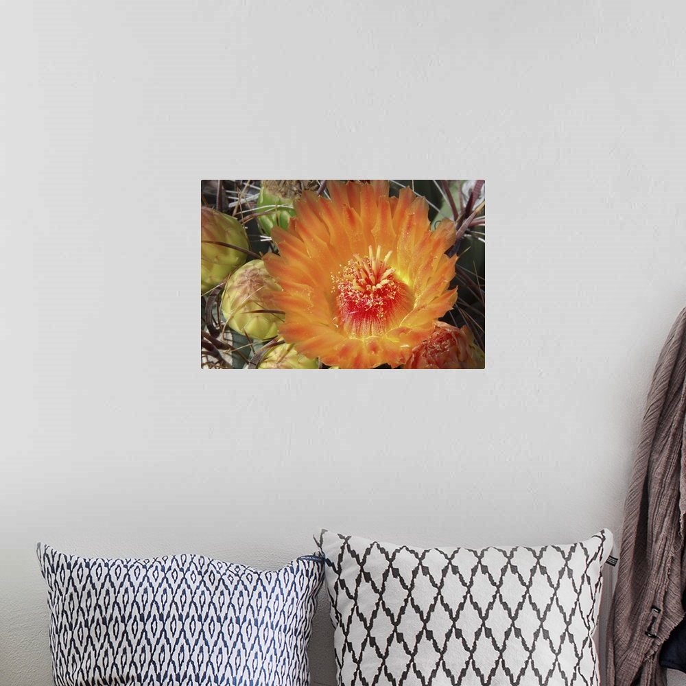 A bohemian room featuring Cactus Flower II