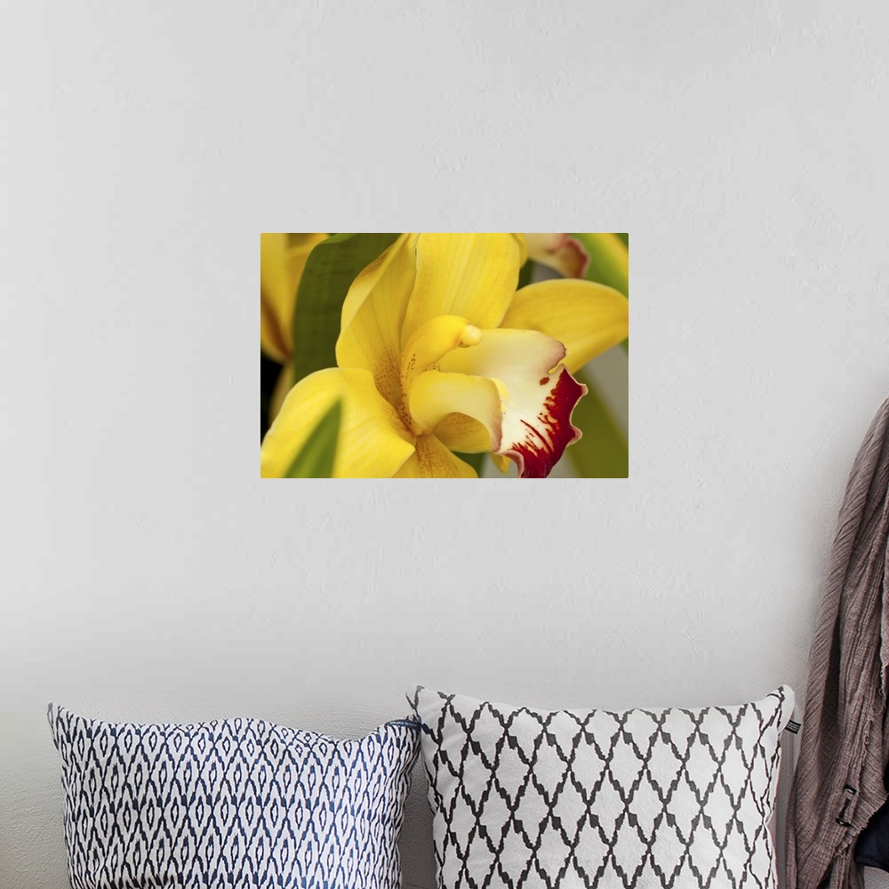 A bohemian room featuring Lemon Colord Orchid with Red Lips Showing Green Leaves