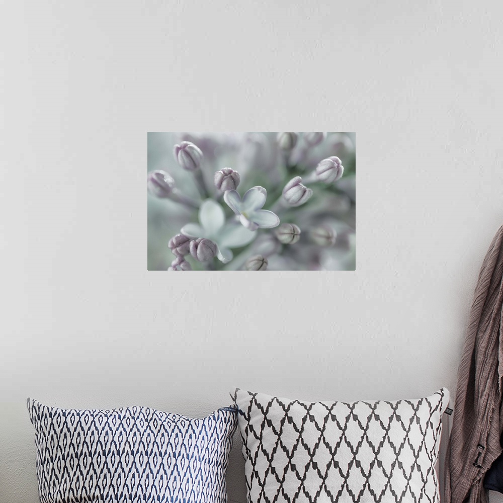 A bohemian room featuring Close up image of a lilac flower in subtle grey tones.