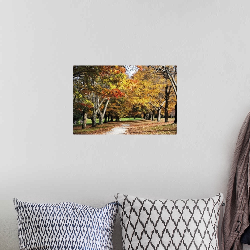 A bohemian room featuring Canvas print of trees covered in fall foliage in a park with a path going through them and dead l...