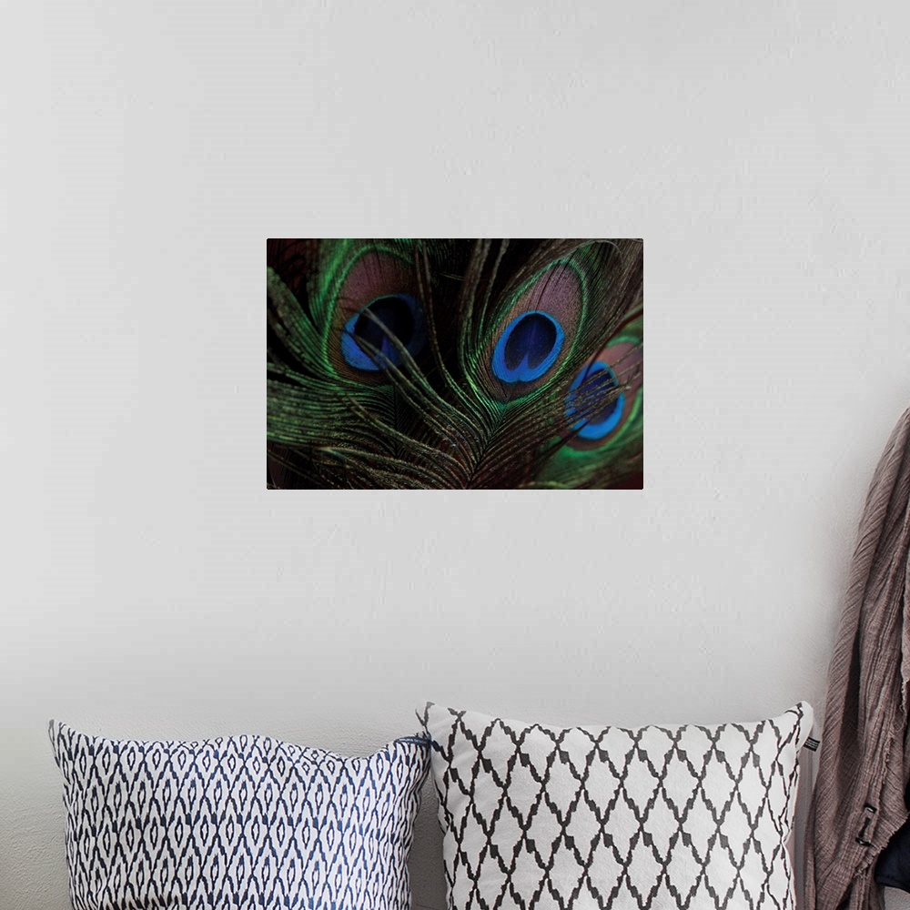 A bohemian room featuring Peacock Feathers I