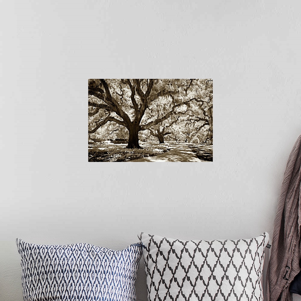 A bohemian room featuring Black and white photography of a tall oak tree with large branches in a shady forest.