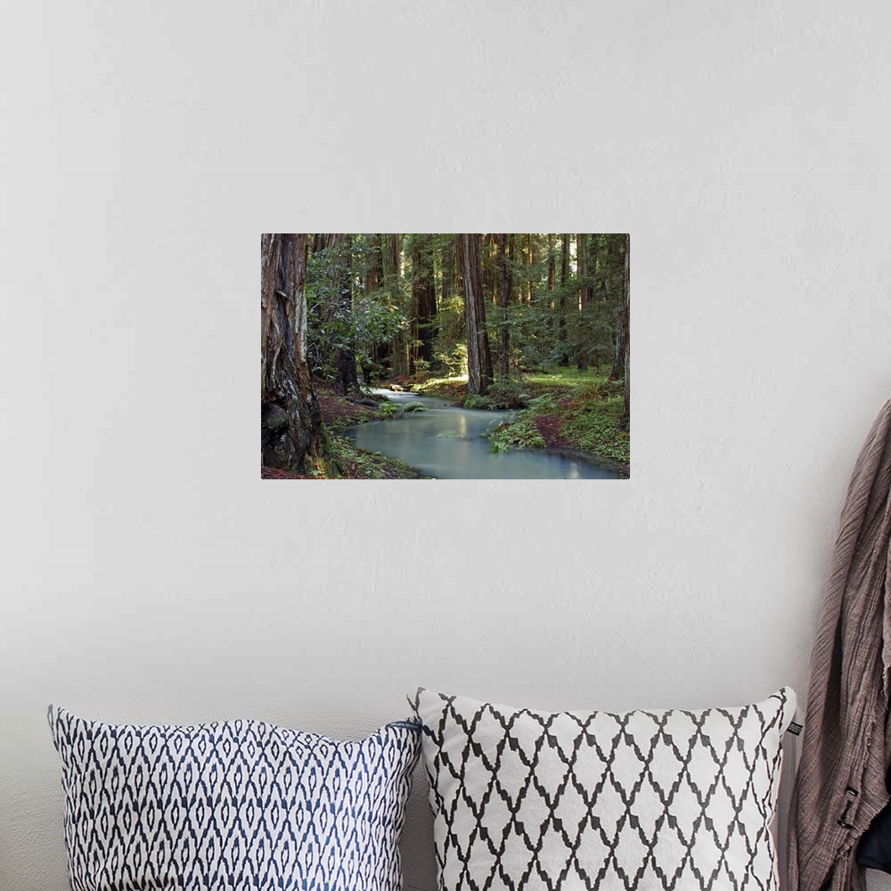 A bohemian room featuring Redwood Forest I