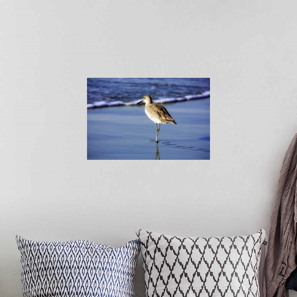 A bohemian room featuring Sandpiper in the Surf 1