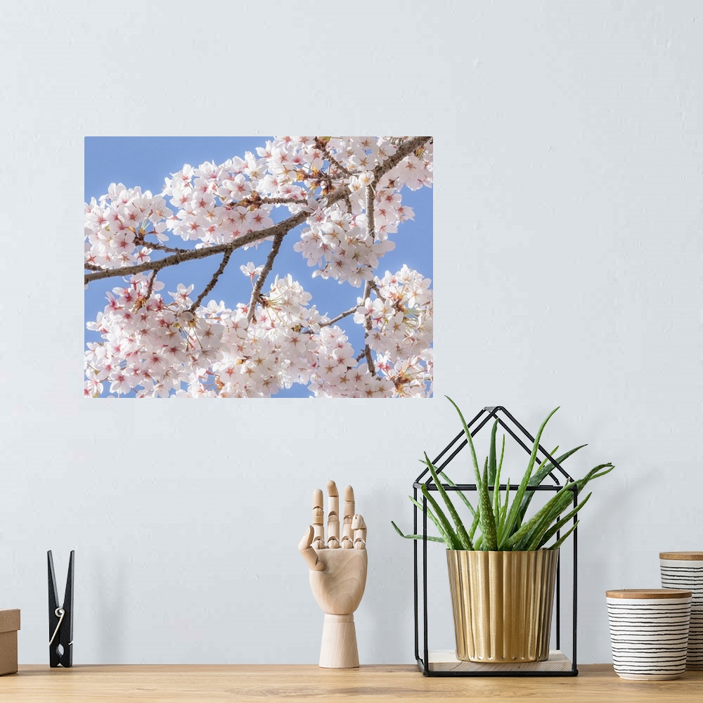 A bohemian room featuring Spring Cherry Blossoms II