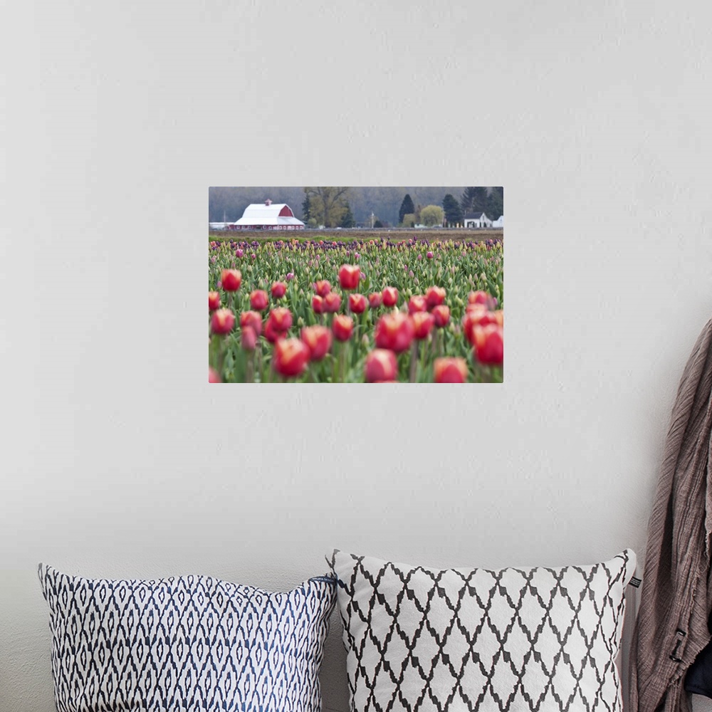 A bohemian room featuring Tulip Homestead