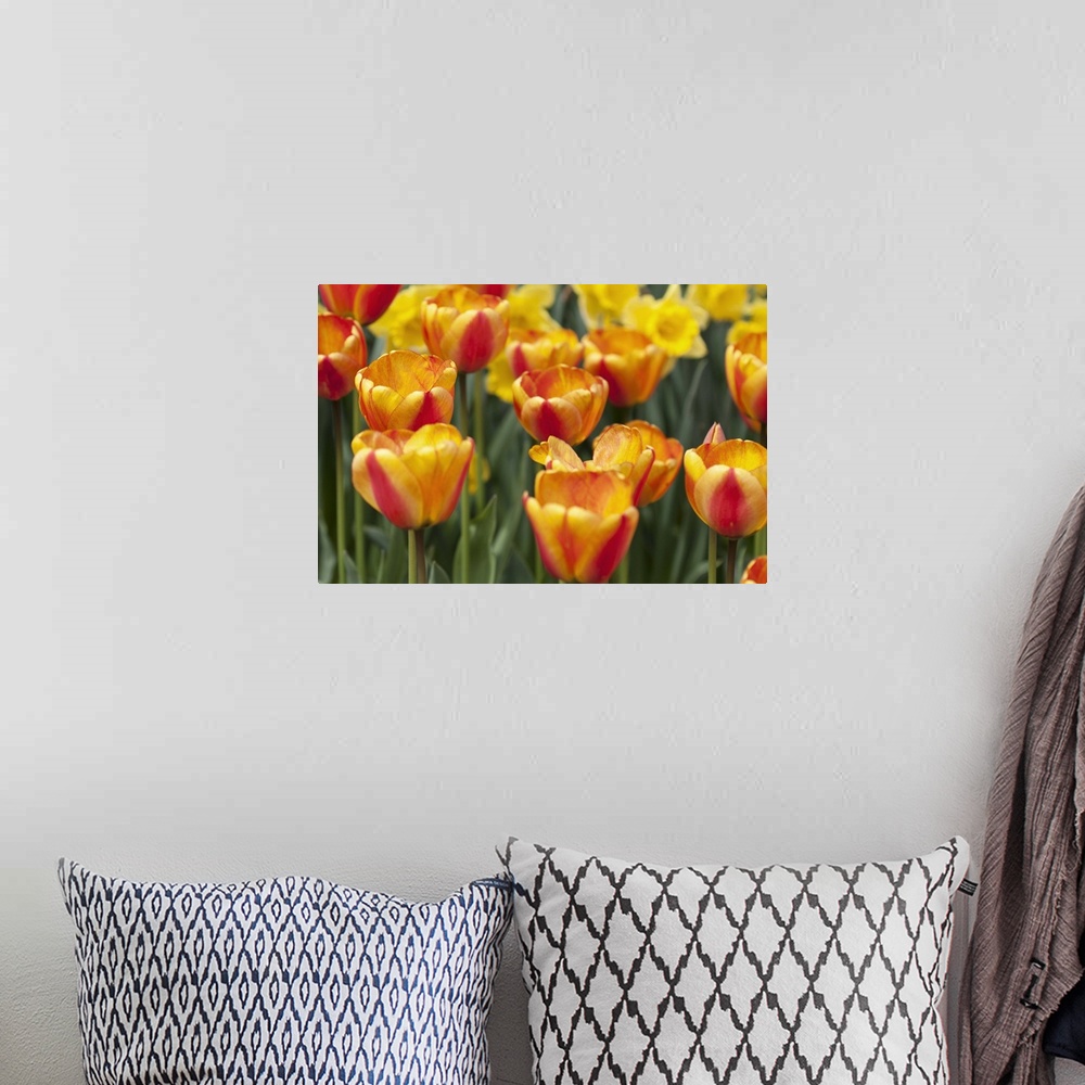A bohemian room featuring Tulip March I
