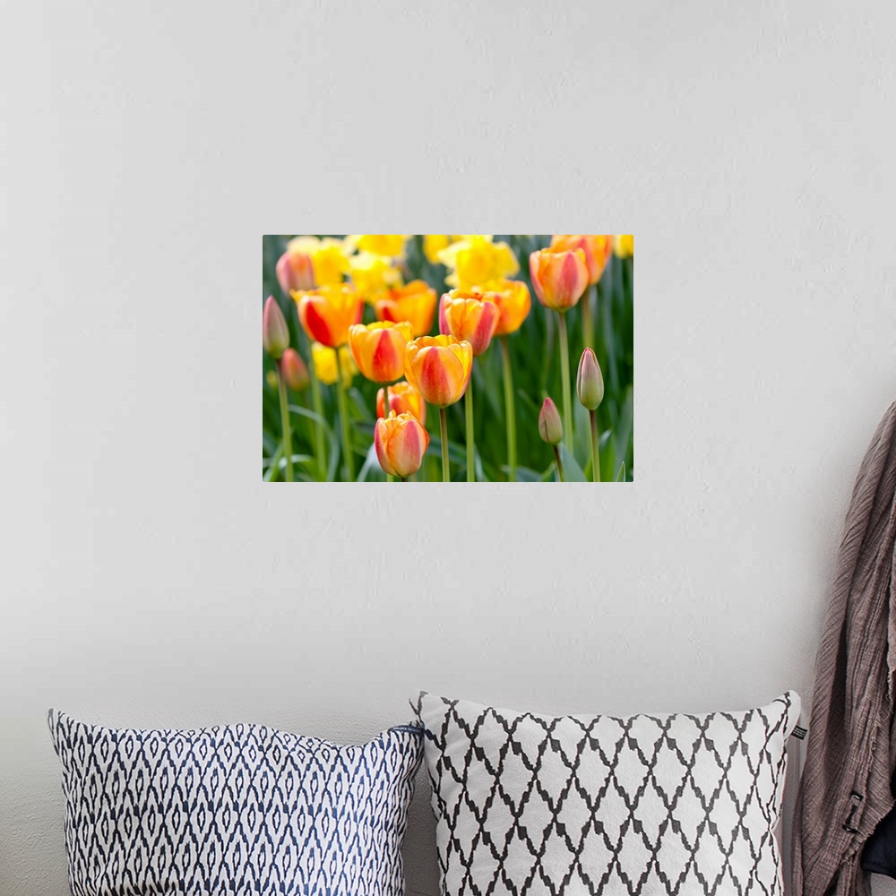 A bohemian room featuring Tulip March II