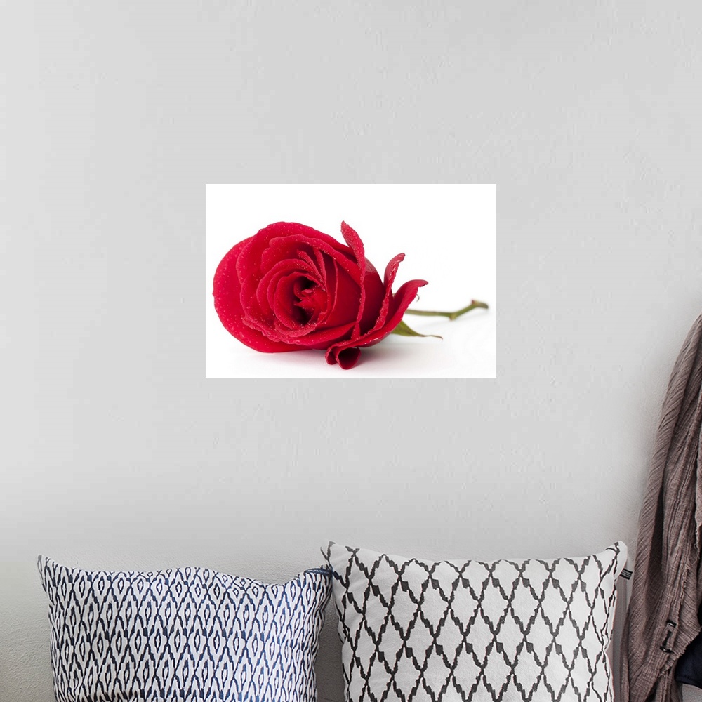 A bohemian room featuring A beautiful single red rose isolated on white