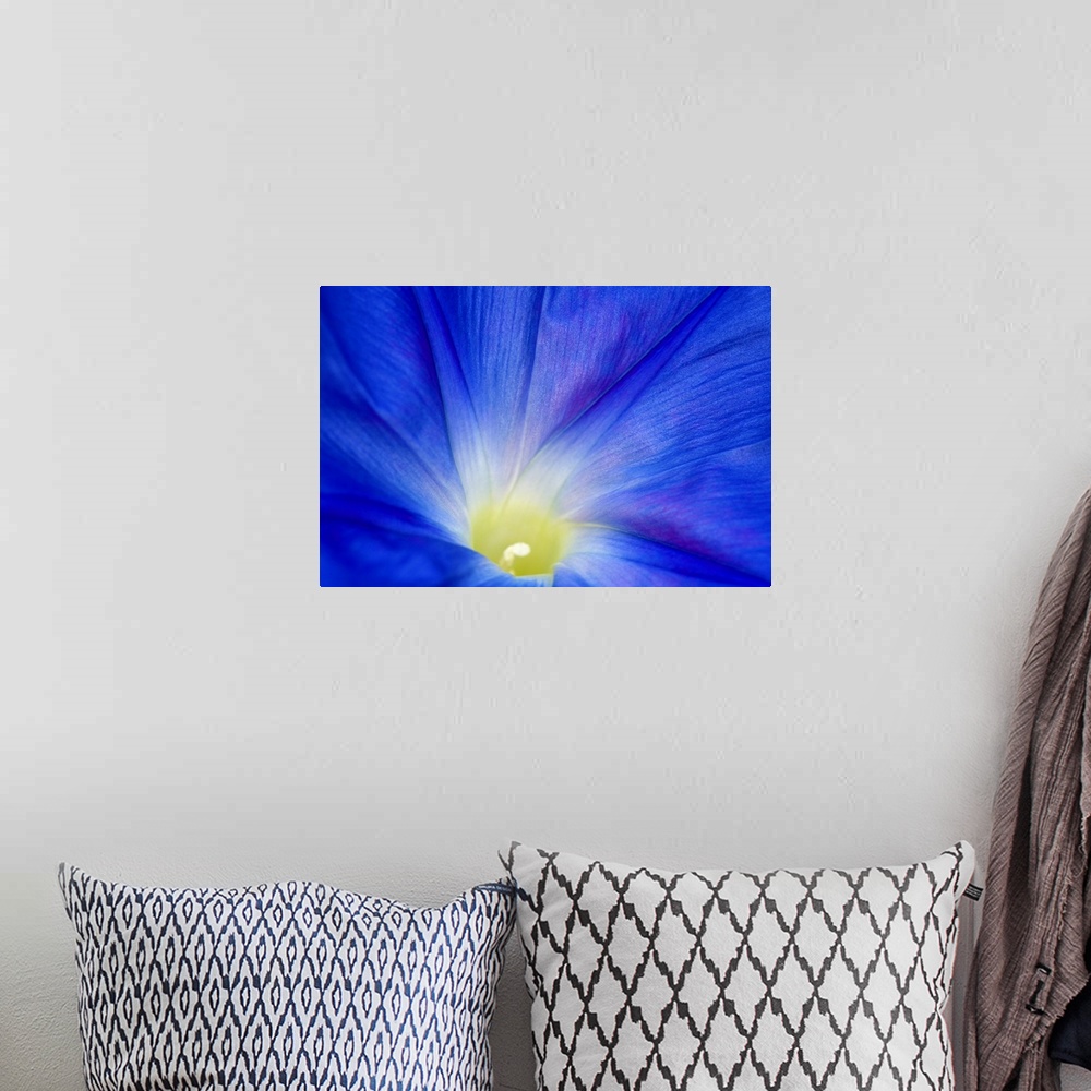 A bohemian room featuring A blue morning glory flower