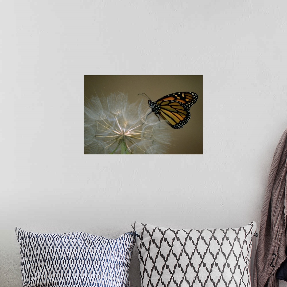 A bohemian room featuring A butterfly landing on a flower