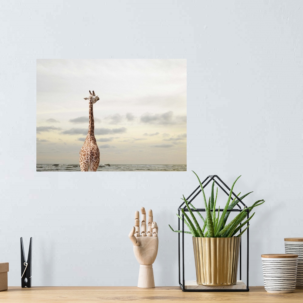A bohemian room featuring A giraffe looking at a view of the sea