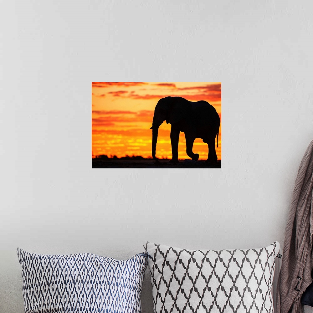 A bohemian room featuring A silhouette of a bachelor elephant bull (Loxodonta africana) walking against a golden African sk...