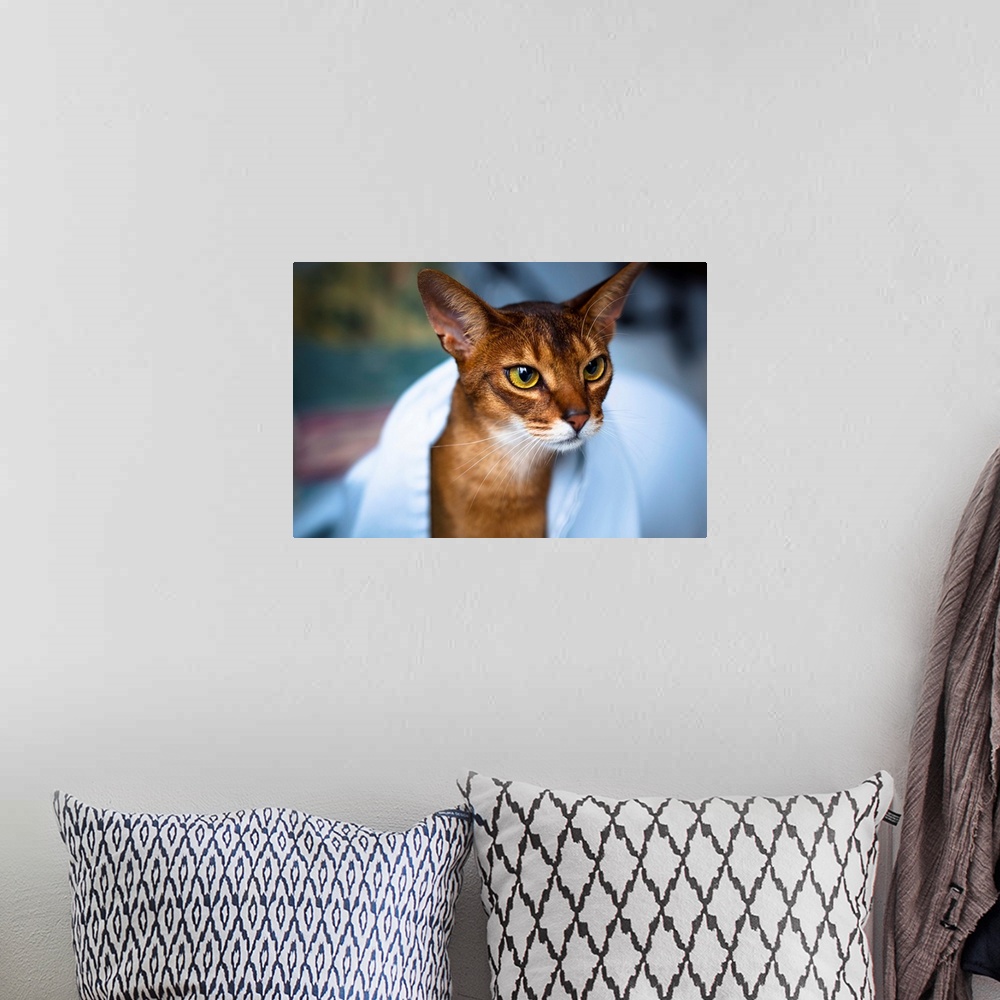 A bohemian room featuring Abyssinian cat