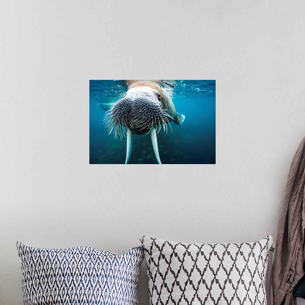 A bohemian room featuring Underwater view of an adult male walrus swimming near the surface near Lagoya on a summer afterno...