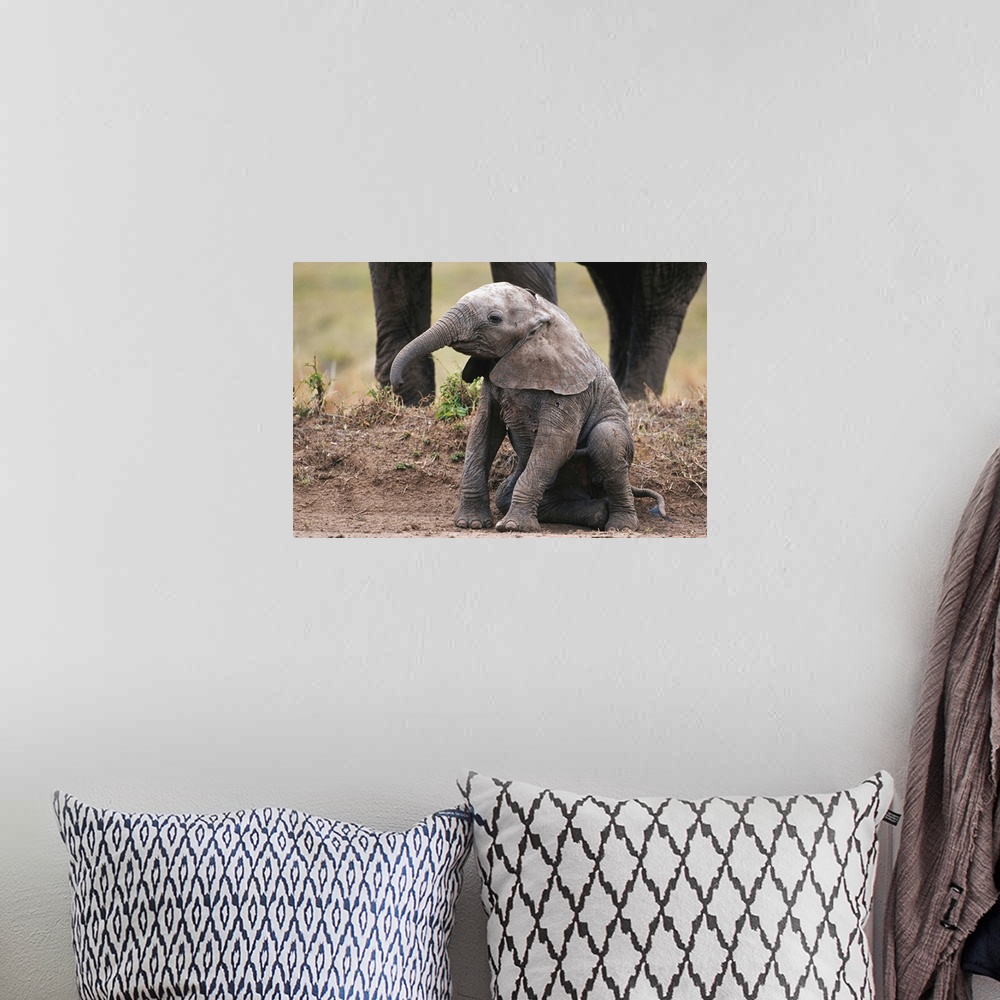 A bohemian room featuring African elephant calf (Loxodonta africana) sitting and watching, Masai Mara N.R, Kenya