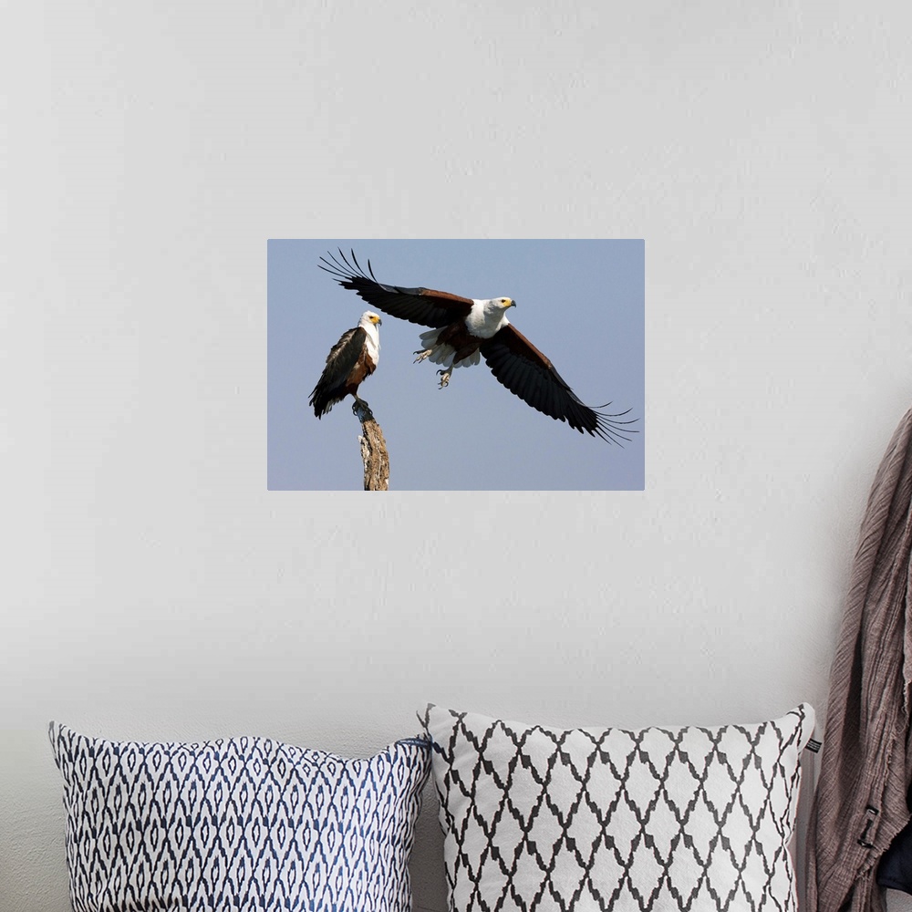 A bohemian room featuring African fish eagles, Chobe National Park, Botswana