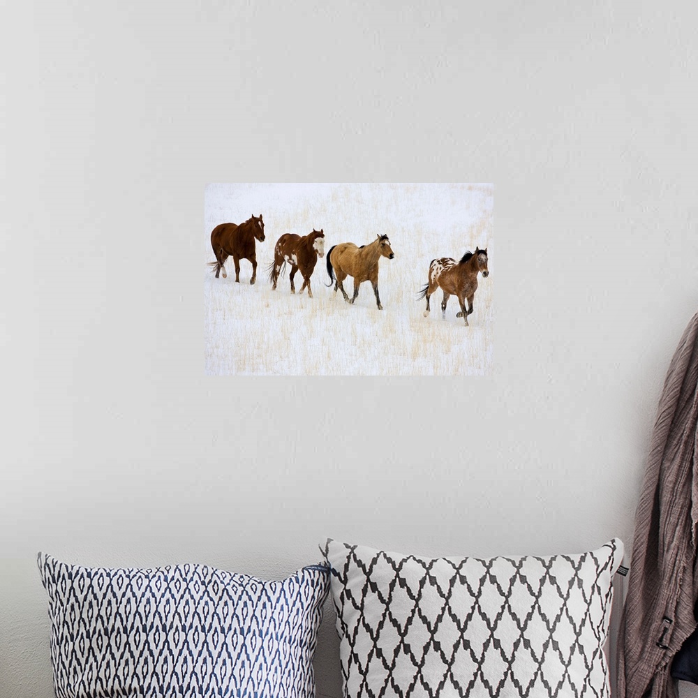A bohemian room featuring American Quarter Horses In Winter