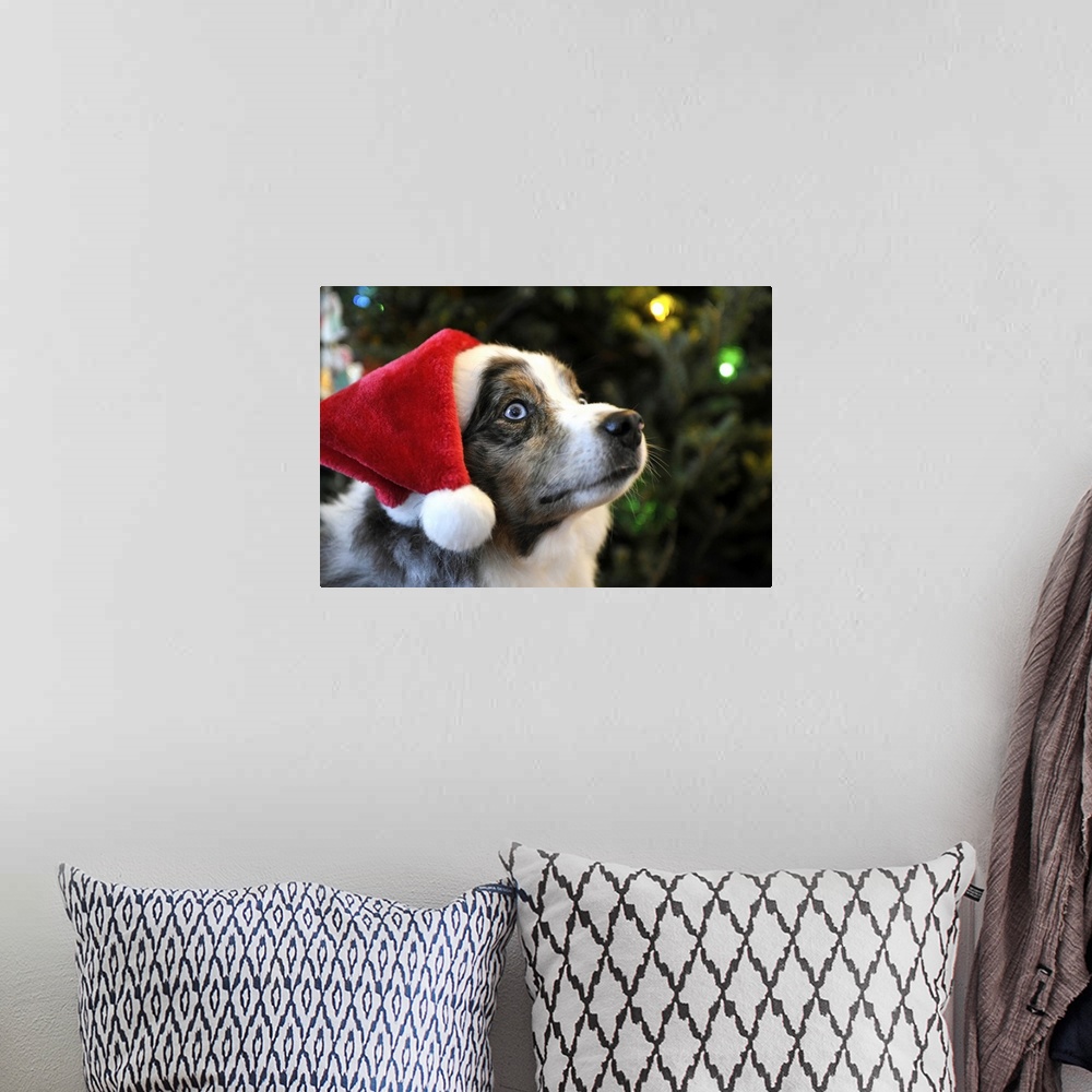 A bohemian room featuring Australian Shepherd dog Aussie in Santa Hat for Christmas