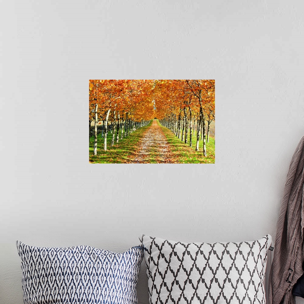 A bohemian room featuring Autumn tree with fallen leaves.