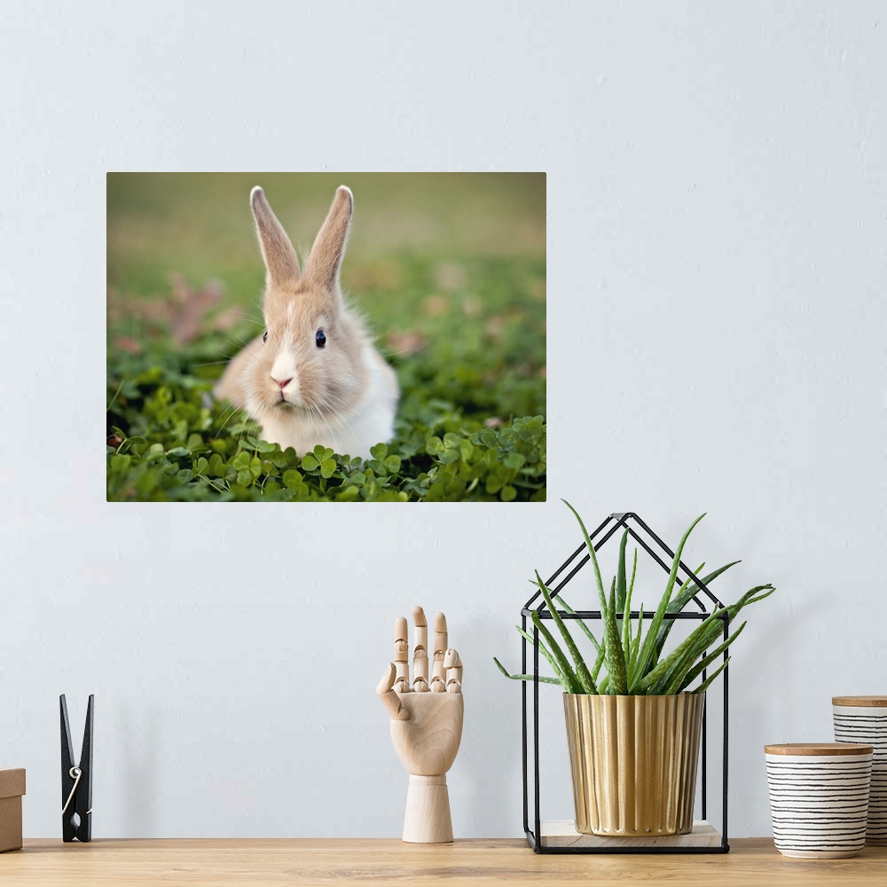 A bohemian room featuring Baby bunny in clover field.