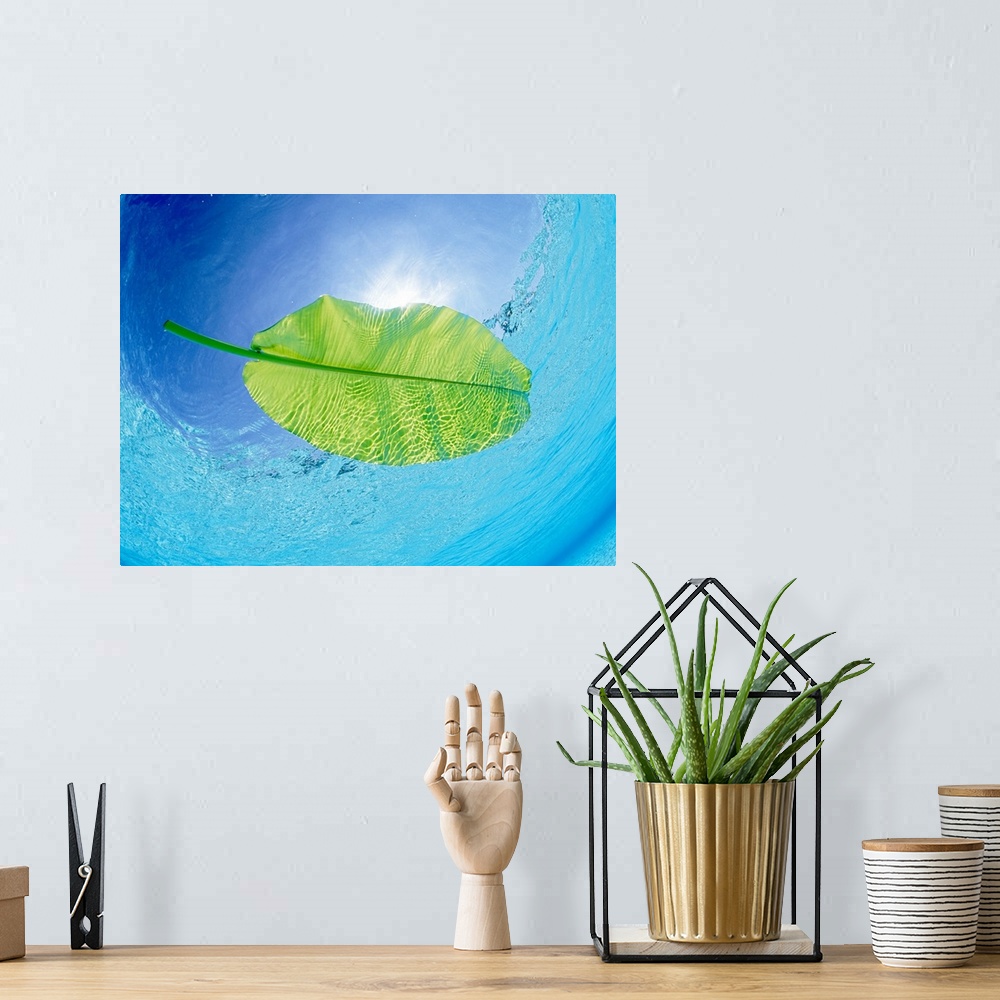 A bohemian room featuring Banana leaf floating on the sea