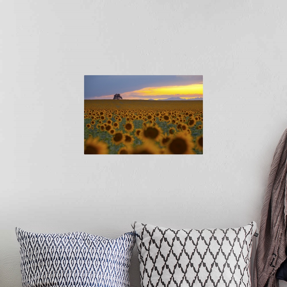 A bohemian room featuring Beautiful sunflower field in Colorado at sunset.