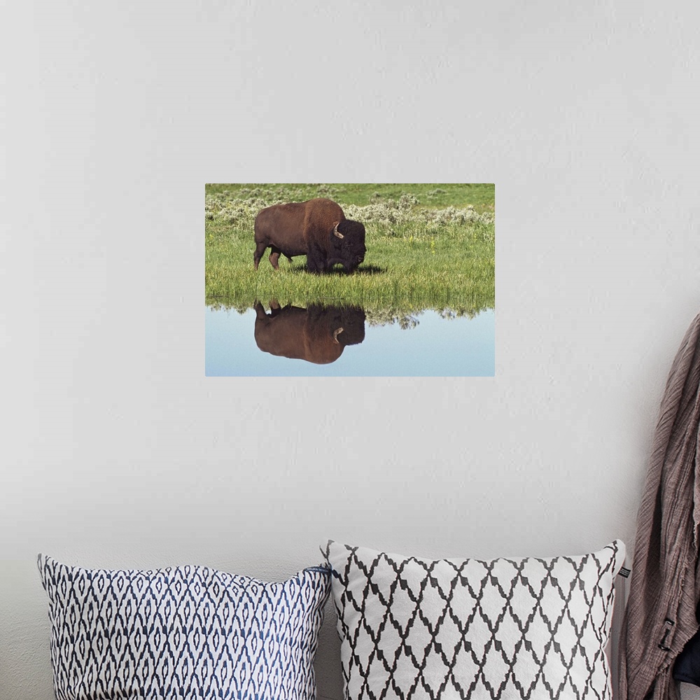 A bohemian room featuring Bison (Bison Bison) On Grassy Meadow With Reflection In Pool