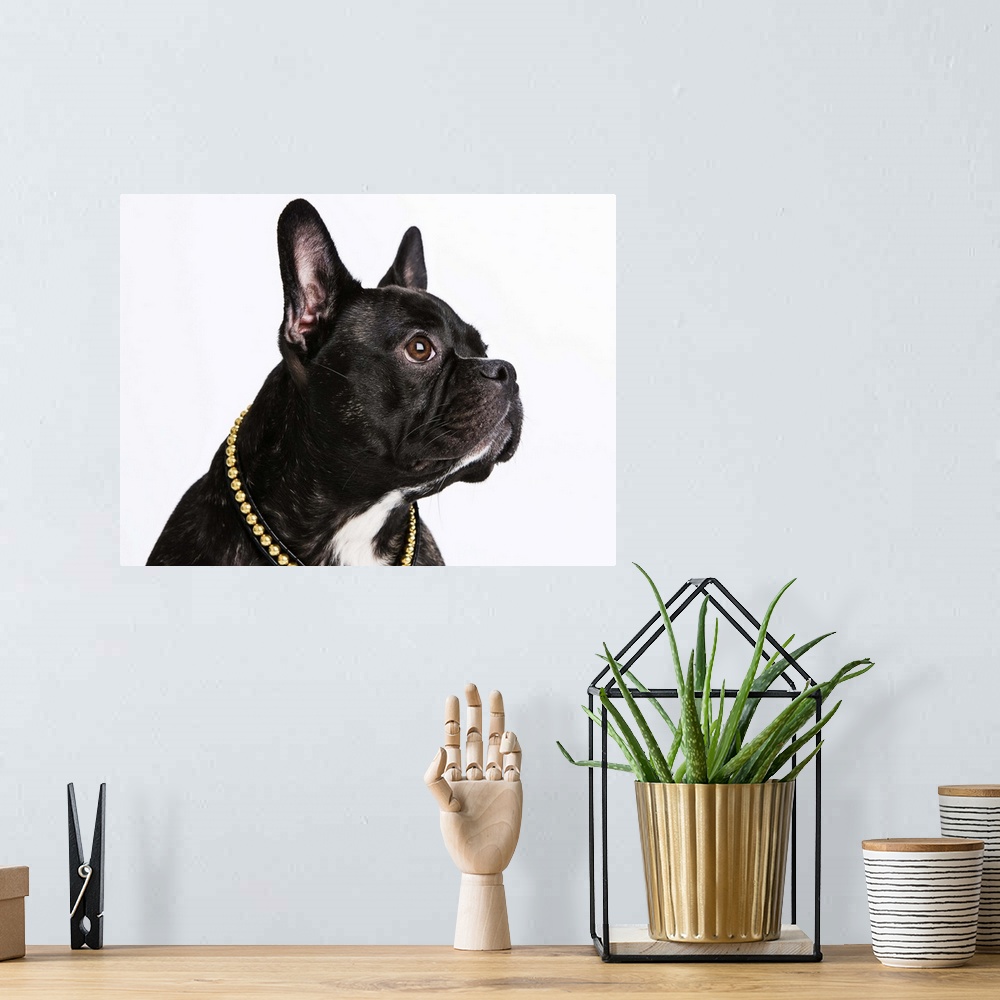 A bohemian room featuring Black French Bulldog with a regal pose.