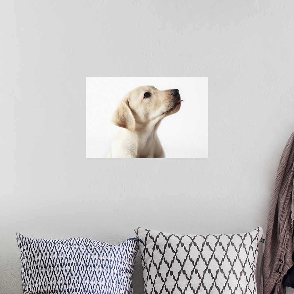 A bohemian room featuring Blond Labrador puppy sticking out tongue