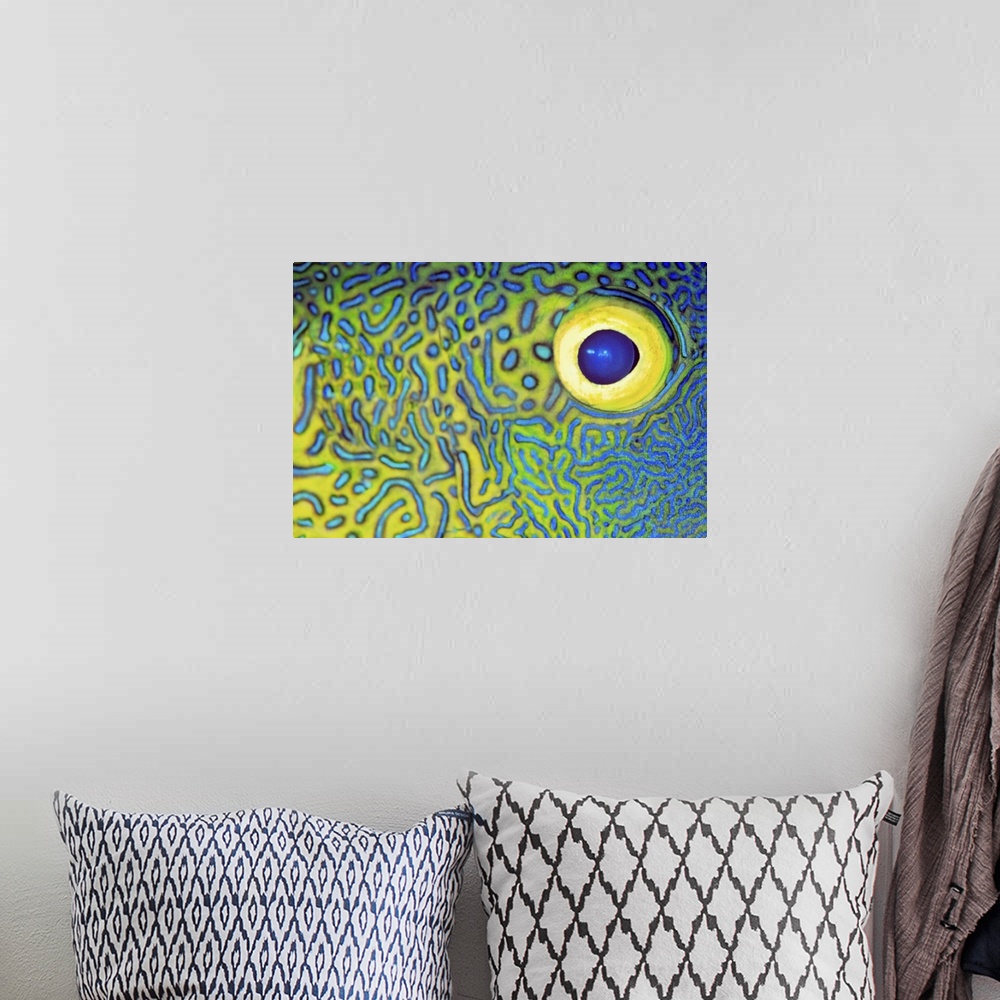 A bohemian room featuring Blue And Yellow Triggerfish Eye