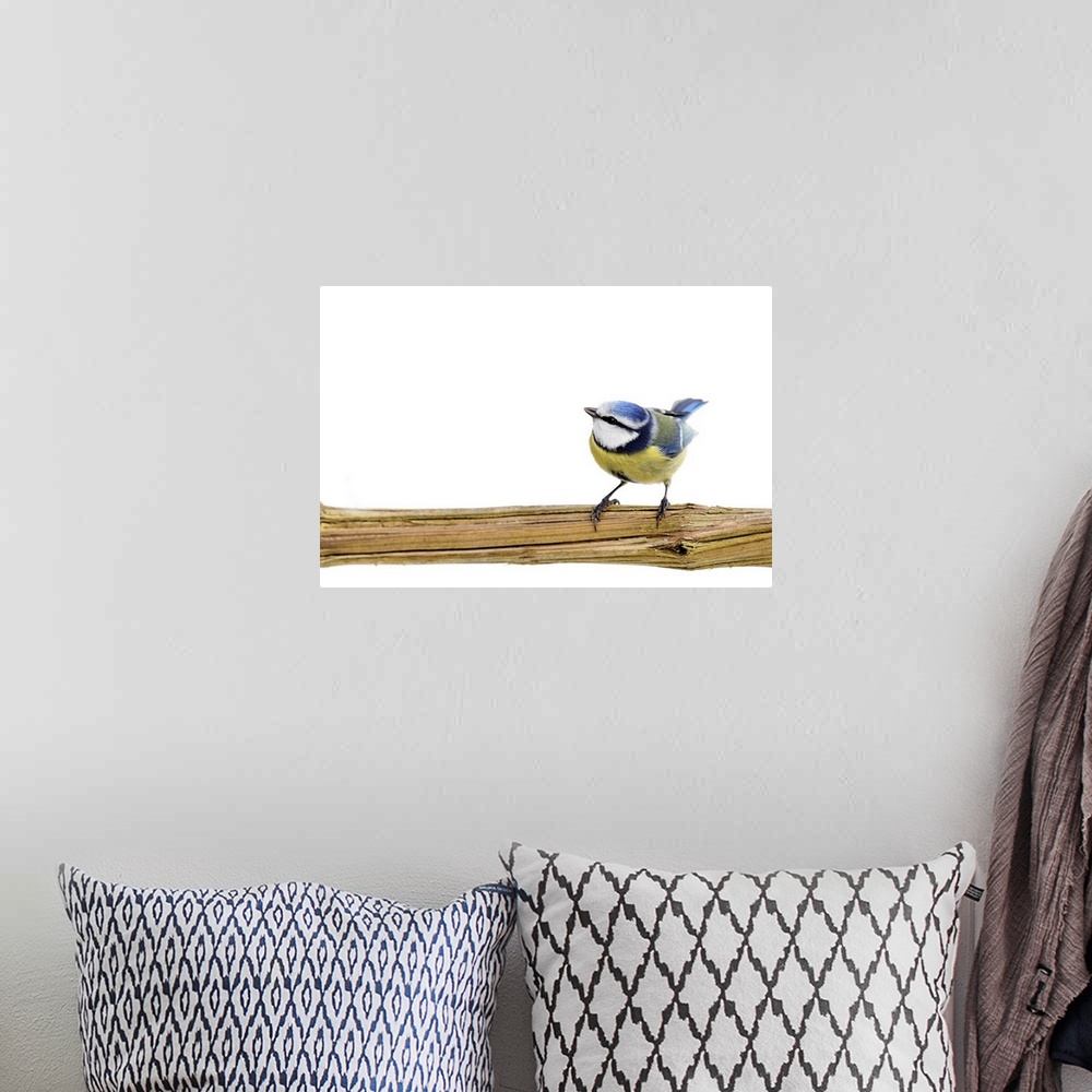 A bohemian room featuring Blue tit bird perching on branch looking upwards against white background.