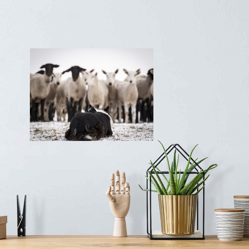 A bohemian room featuring Working Border Collie, holding the flock