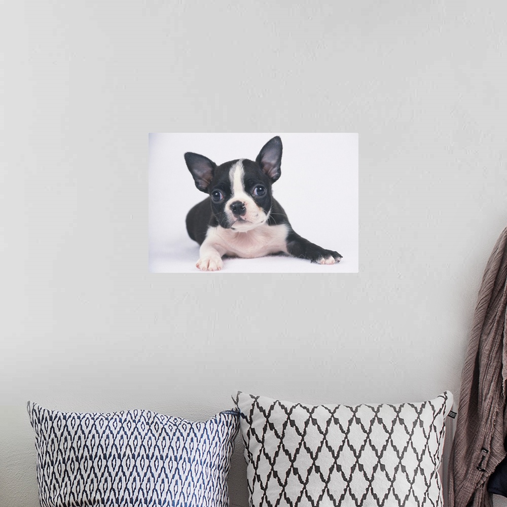 A bohemian room featuring The Boston Terrier is a breed of dog originating in the United State of America.