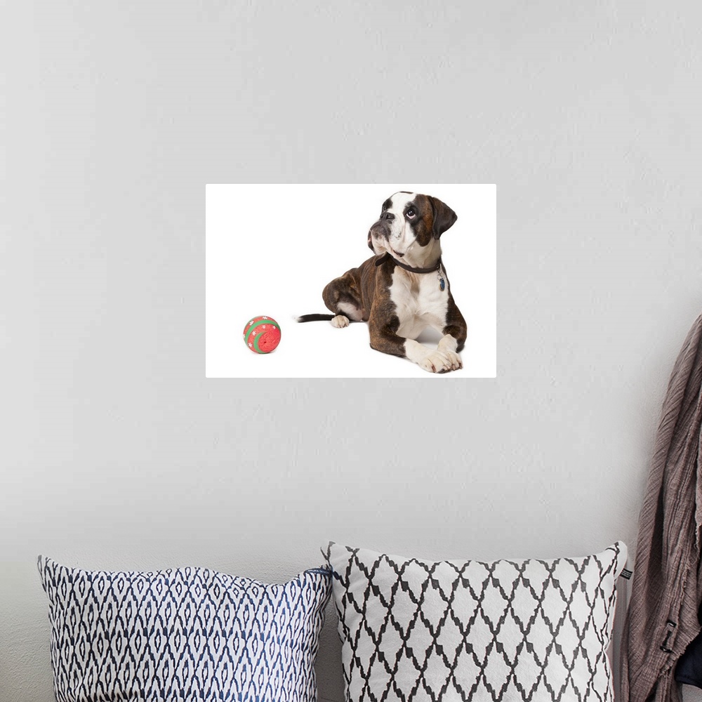 A bohemian room featuring Boxer dog looking up and lying on white background.