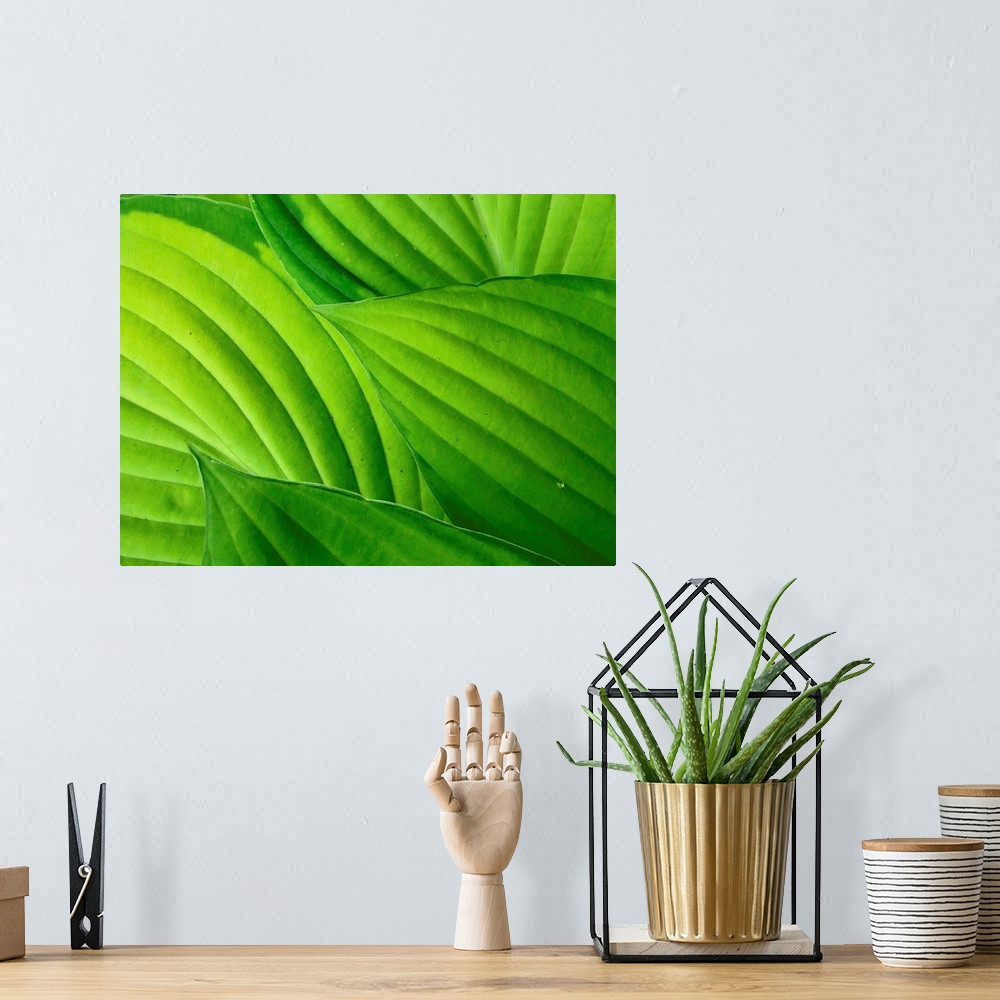 A bohemian room featuring Bright green hosta leaves, clearly showing  veins and leaf shapes.